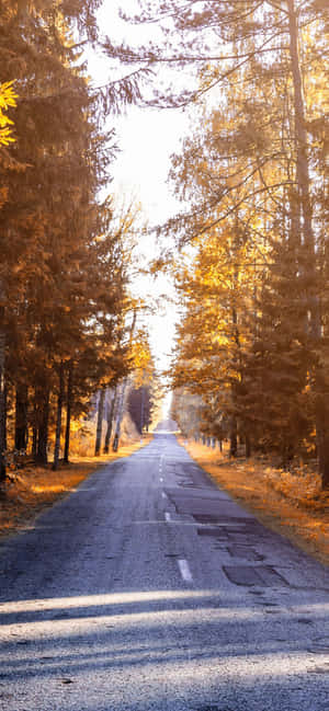 iPhone Xs Max efterårsbaggrund — OnePlus Ace Wallpapers