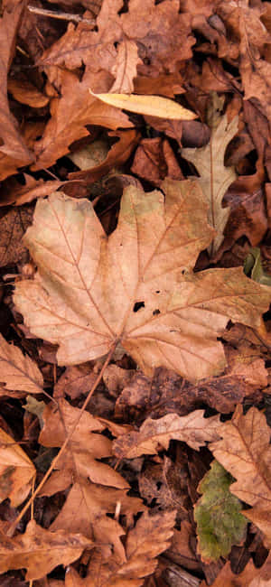 Efterår Efterårsbilleder — Efterår Wallpapers