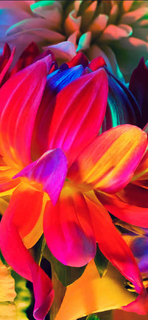 Regnbue Blomst Iphone — Xiaomi 17 Wallpapers