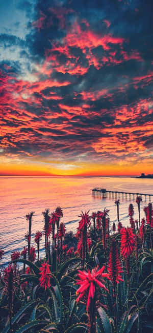iPhone X Californien baggrund — Redmi K90 Pro Max Wallpapers