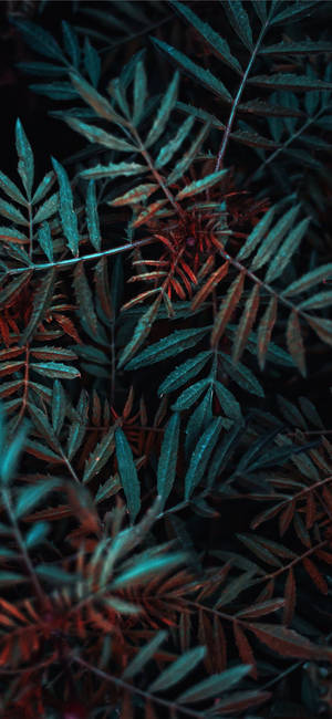 Plante-iPhone — Galaxy A08 Wallpapers