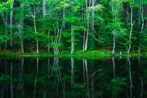 Grøn naturbaggrund — MacBook Pro M4 Wallpapers