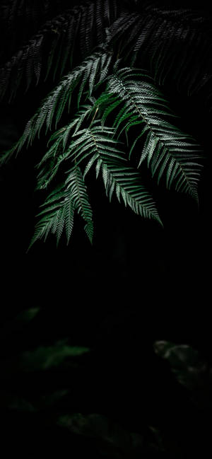 Plante Iphone — Galaxy A27 Wallpapers
