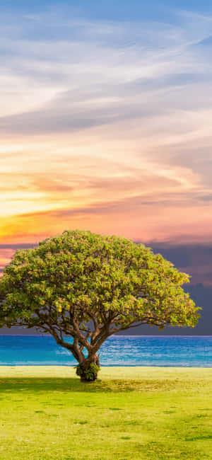 Natur vertikal — Redmi Note 15 Special Wallpapers