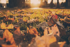 Æstetisk efterårsbaggrund — MacBook Pro M2 Wallpapers