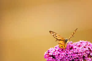 Sommerfugl æstetiske billeder — MacBook Pro 14 Wallpapers