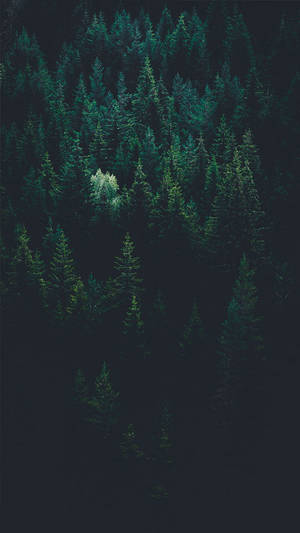 736x1308 Bring skoven til dig med 9 gratis iPhone X wallpaper. Preppy — iPhone X Wallpapers