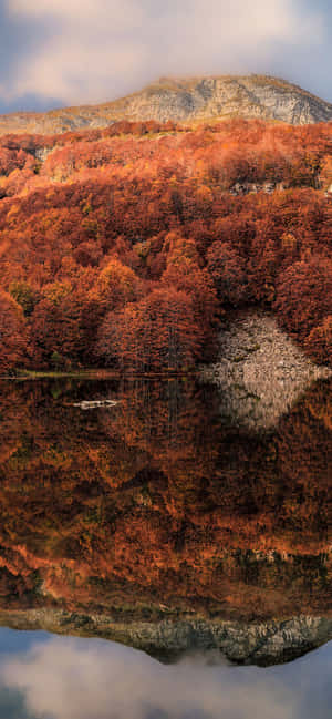 iPhone Xs Max efterårsbaggrund — OnePlus Ace Wallpapers