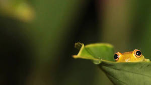 Nysgerrig kawaii frø inde i en plante tapet