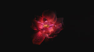 OLED lyserød blomst tapet