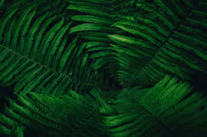 Grøn natur baggrund — MacBook Pro 16 Wallpapers