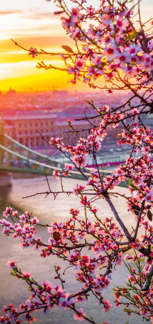 Oneplus Kirsebærblomster tapet — iPhone 16 Pro Max Wallpapers