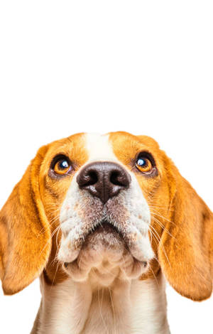 Opadvendt beaglehund hovedbillede — Galaxy Tab Active Wallpapers