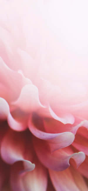 Lyserød blomstret Iphone — Xiaomi 17 Pro Wallpapers