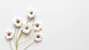 Æstetiske hvide billeder — Æstetisk hvid Wallpapers