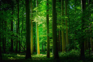 Grøn natur baggrund — MacBook Pro M2 Wallpapers