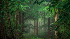8K Ultra HD Natur Tropisk Skov — Mørk skov Wallpapers