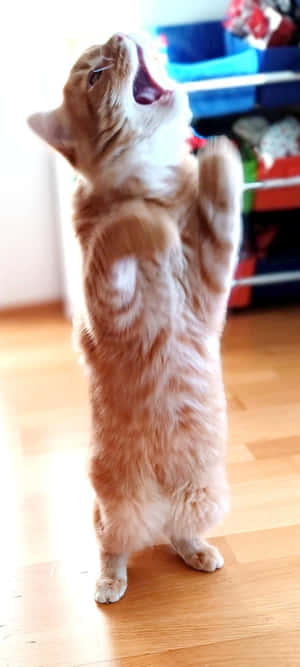 Opstående dansende kat.jpg