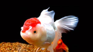 Oranda guld cool fisk tapet