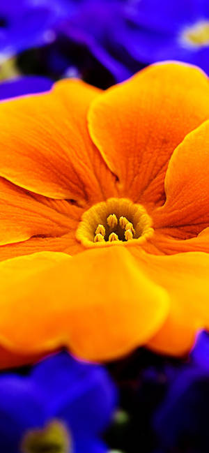 Orange Primula Blomst tapet — iPhone 17 Wallpapers