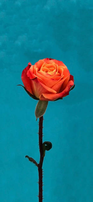 Orange Rose Flower Apple — iPhone 16 Pro Max Wallpapers