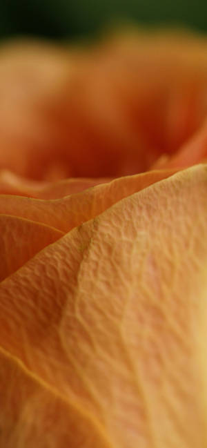Orange Rosenblad Makro baggrund — iPhone 16 Plus Wallpapers