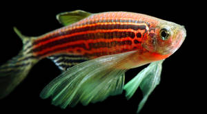 Orange Zebra cool fisk tapet