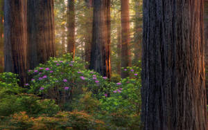Oregon Skov Lilla tapet — Daggry Wallpapers
