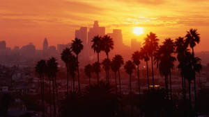 Palmetræ Sunset Boulevard Los Angeles — Sunset Boulevard Wallpapers