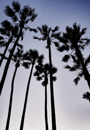 Silhuet af tårnhøje mexicanske palmetræer med den svage himmel som baggrund — Oppo Pad 4 Pro Wallpapers