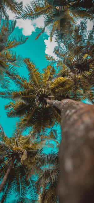 Iphone 12 Pro baggrund — Realme Wallpapers