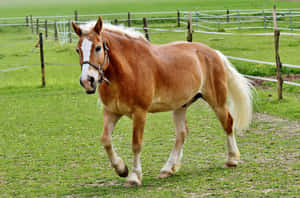 Palomino Heste Billeder — Hest Wallpapers