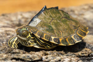 Pascagoula-kortskildpadde med spidst skjold — Cool skildpadde Wallpapers