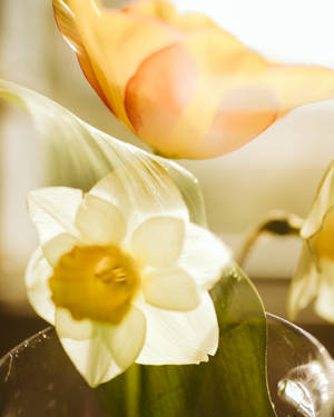 Påskeliljeblomst nær orange blomst tapet — 4:5 Wallpapers