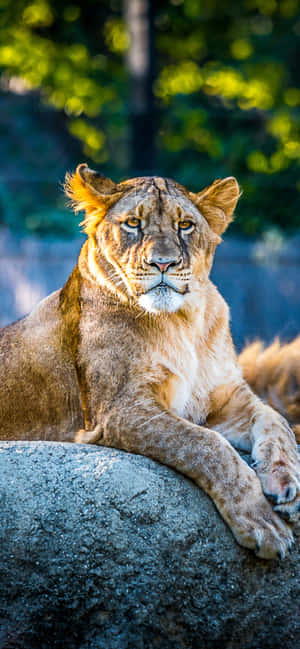 Animals Iphone — iPhone Se Wallpapers