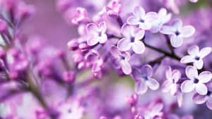 Pastel lilla baggrund — Pastel lilla GIF Wallpapers