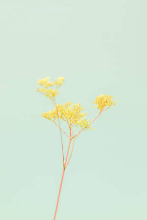 Pastelgul æstetik med blomst — Pastelgul æstetik Wallpapers