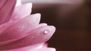Pink blomst med dråbe — Pink blomst Wallpapers
