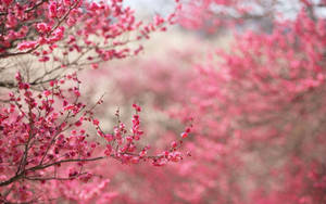 Pink Blomstergrene — Smuk æstetik Wallpapers