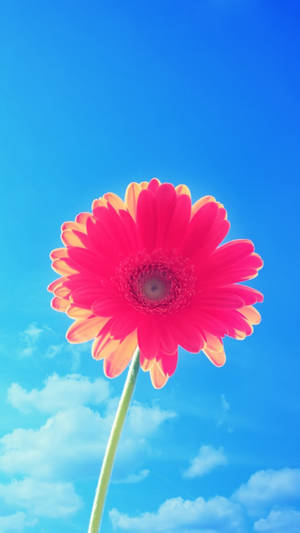 Pink-blomstret blomst iPhone — Blomstret iPhone Wallpapers