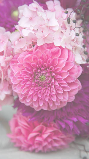Lyserød dahlia-blomst iPhone — iPhone pink æstetik Wallpapers