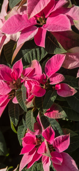 Pink Julestjerne HD baggrund — iPhone 15 Pro Wallpapers