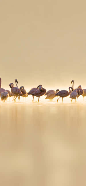 Fotografi Flamingo Iphone — Vivo X500 Wallpapers