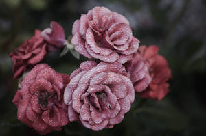 Pink Petal Rose Æstetik — Pastel pink æstetik Wallpapers