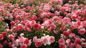 Pink Rose Æstetik
