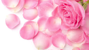 Pink rose baggrund