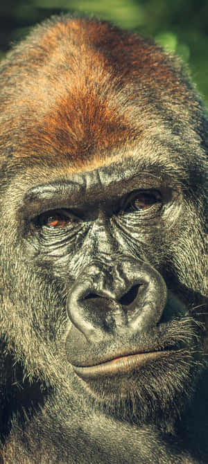Pixel 3 Gorilla Baggrund — 20:9 Wallpapers
