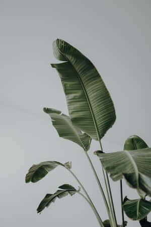 Plante Baggrund — Vivo Pad6 Pro Wallpapers