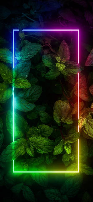 Planter Med Kant Neonæstetisk iPhone — iPhone 16 Plus Wallpapers