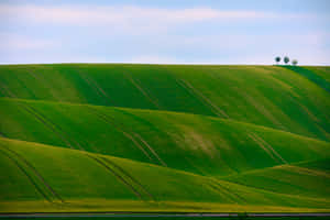 Grøn naturbaggrund — MacBook Pro M3 Wallpapers
